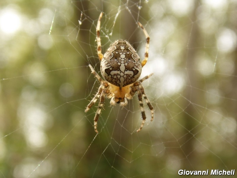 Serie di Araneae del Parco del Ticino